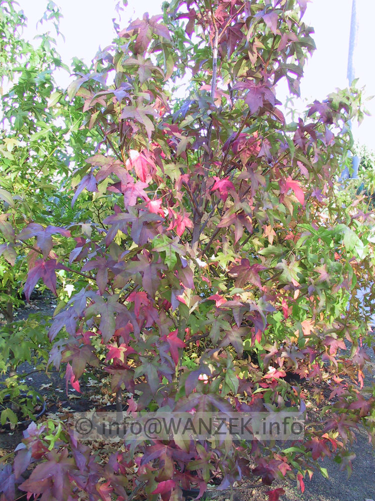 Liquidambar styraciflua Lane Roberts Herbst 001.JPG
